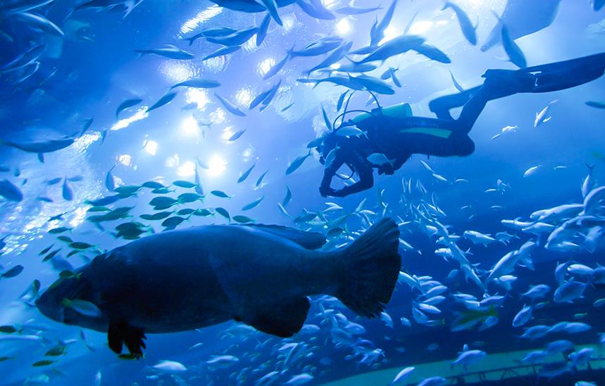 snorkeling in dubai aquarium and underwater zoo